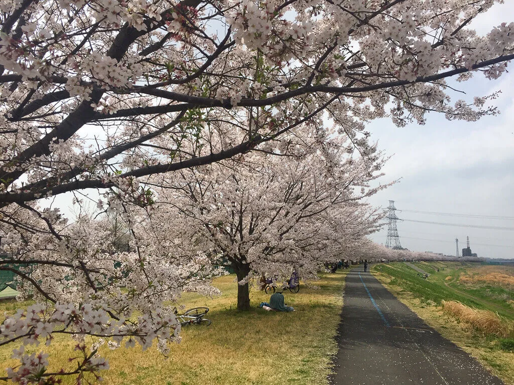 sakura-2021-04.jpg