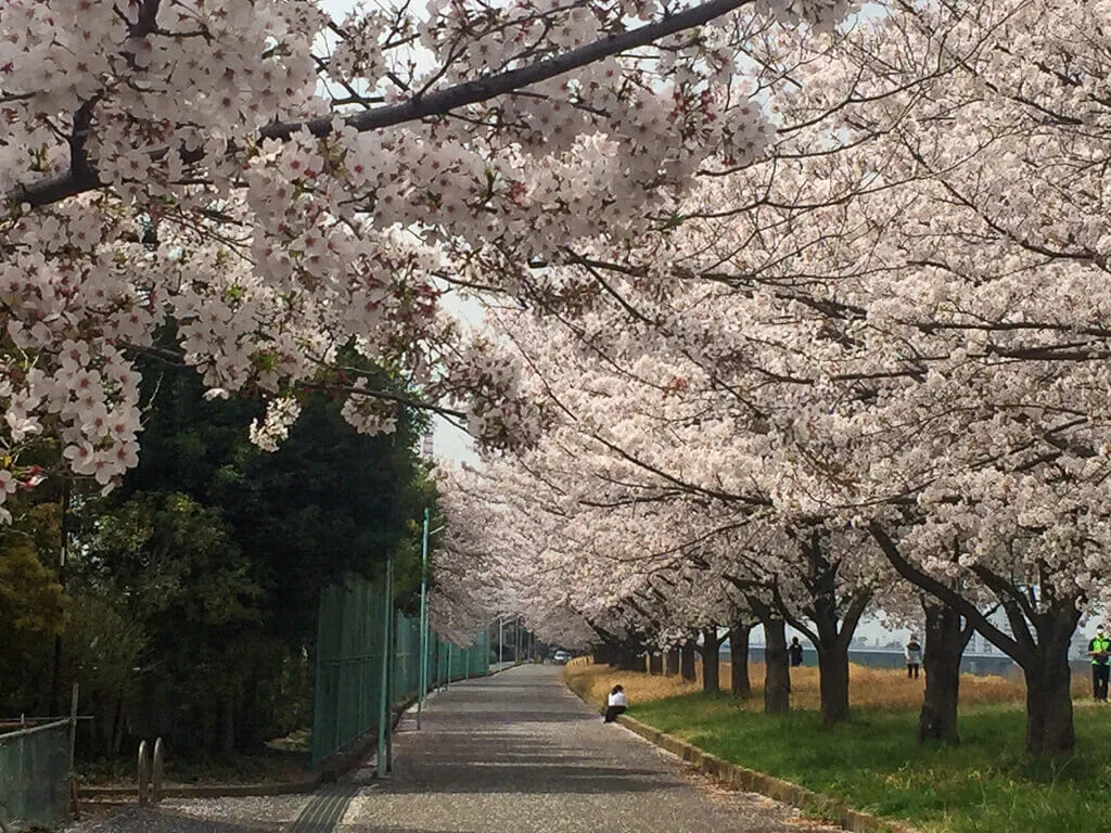 sakura-2021-07.jpg