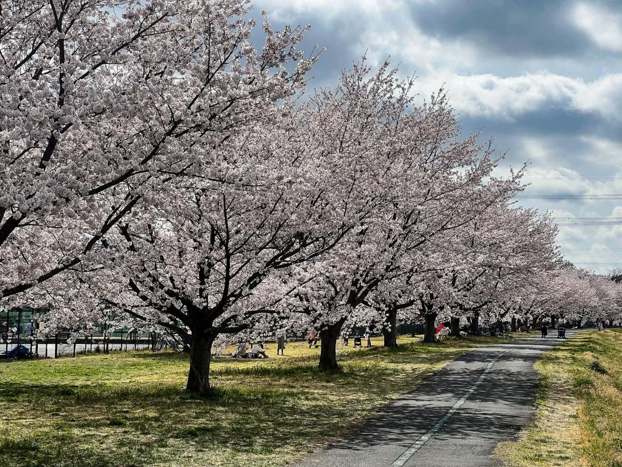 sakura-30032022-2.jpg