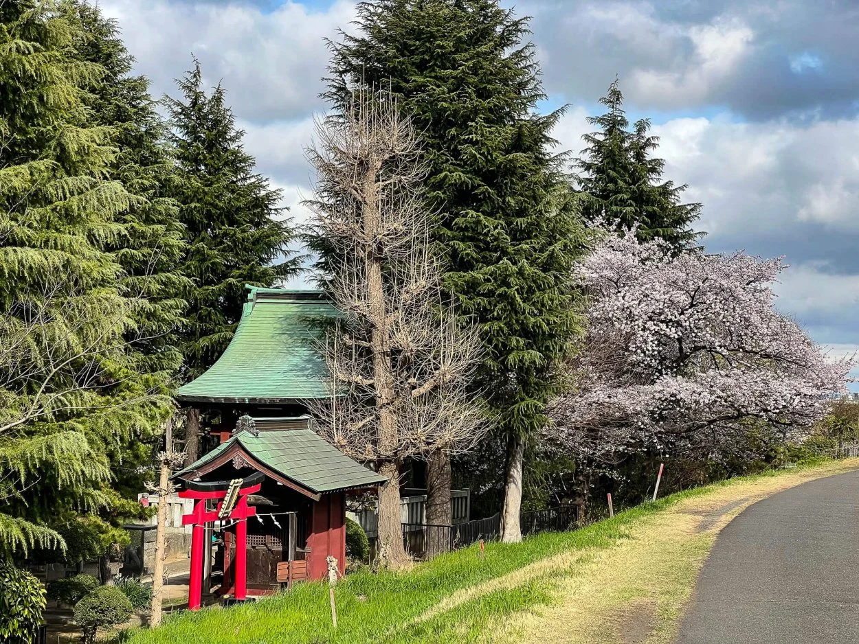 sakura-30032022-3.jpg