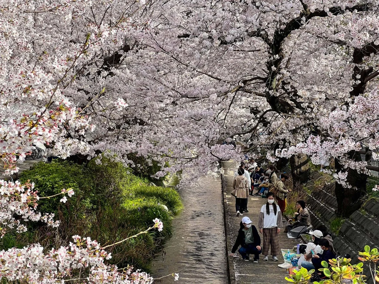 sakura-30032022-4.jpg