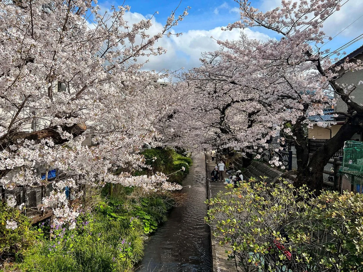 sakura-30032022-5.jpg