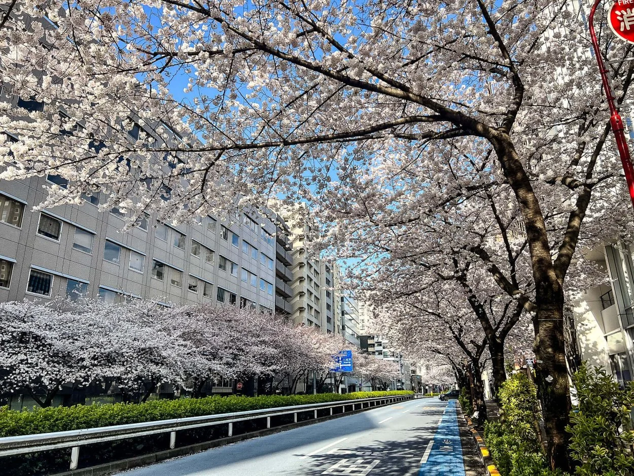 sakura-commute-27032022-01.jpg