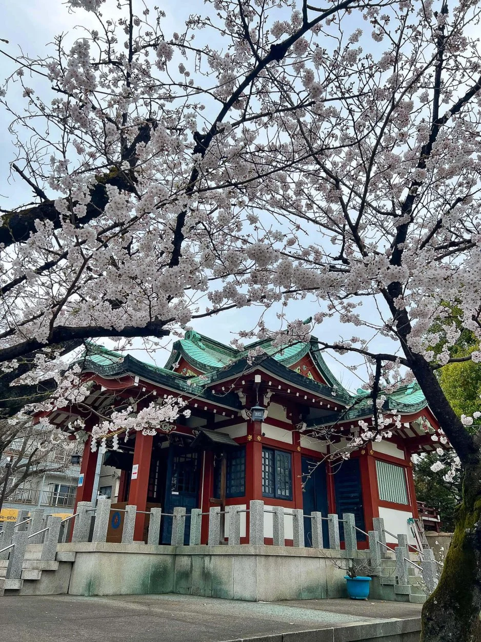 sakura-commute-27032022-10.jpg