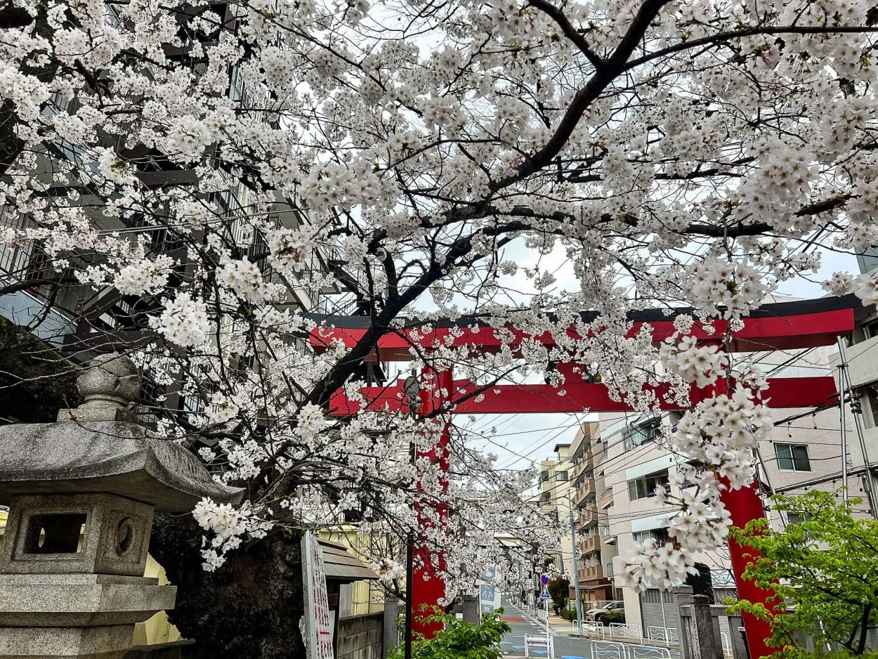 sakura-commute-27032022-12.webp