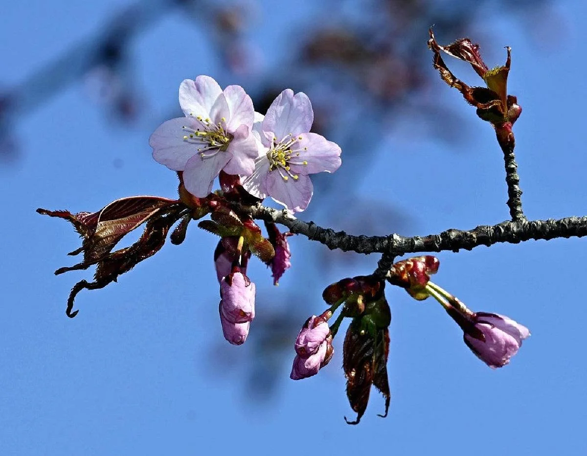 sakura%E5%86%99%E7%9C%9F.webp