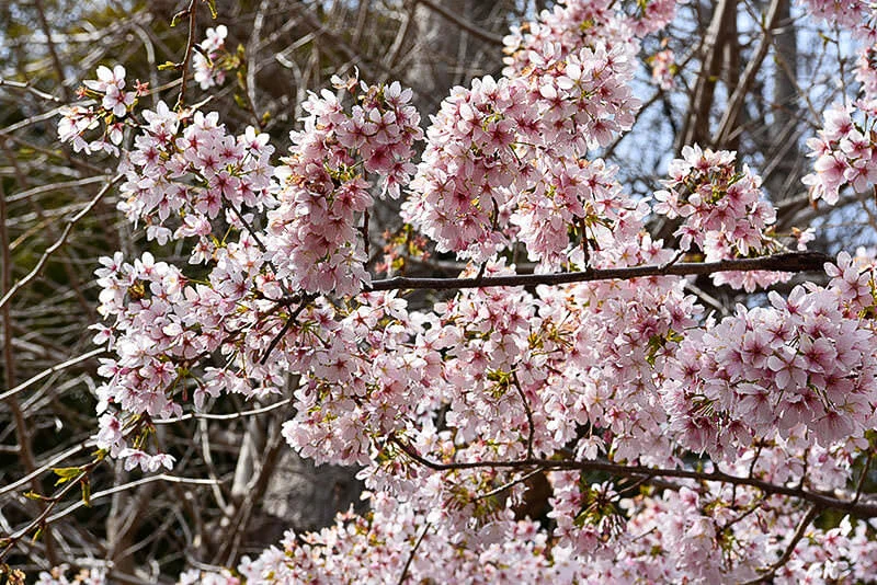 sakura-kanazawahakkei-seto-jinja.jpg
