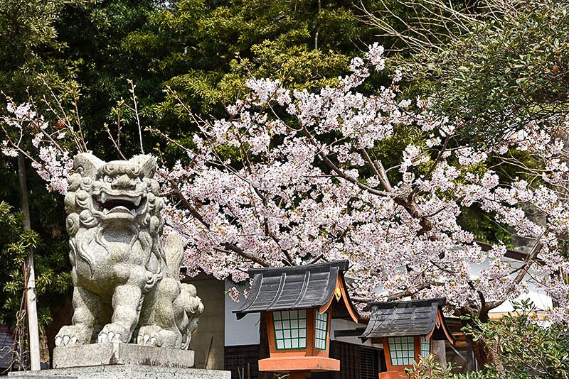 sakura-kanazawahakkei-seto-jinja2.jpg