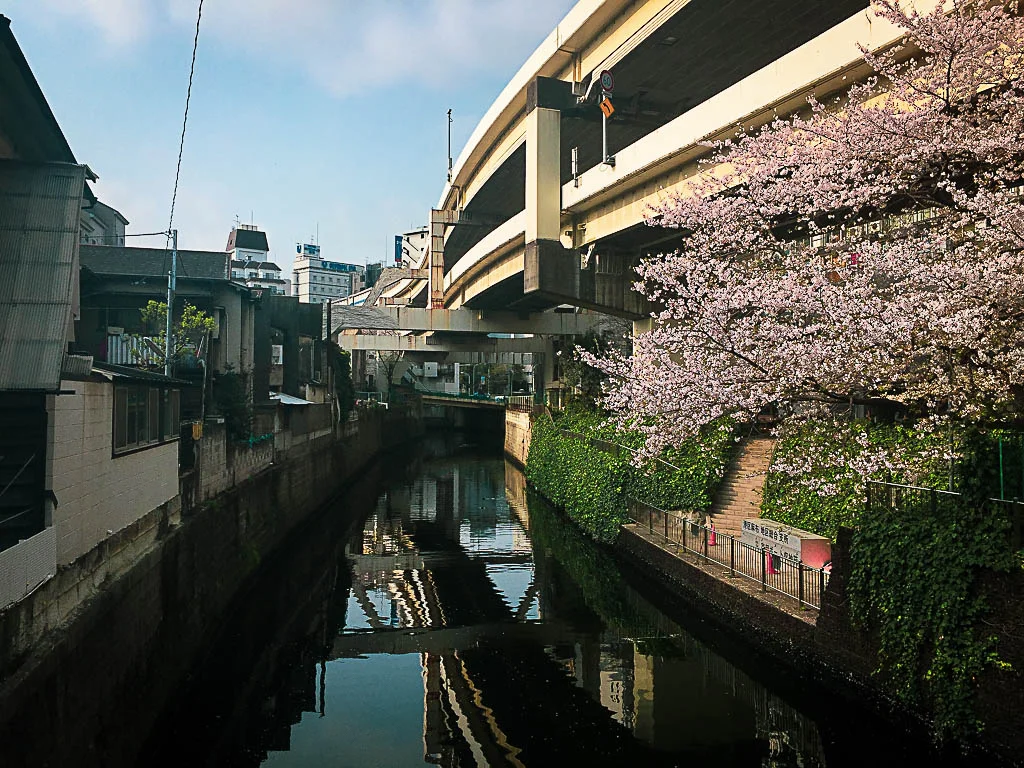 sakura02.webp