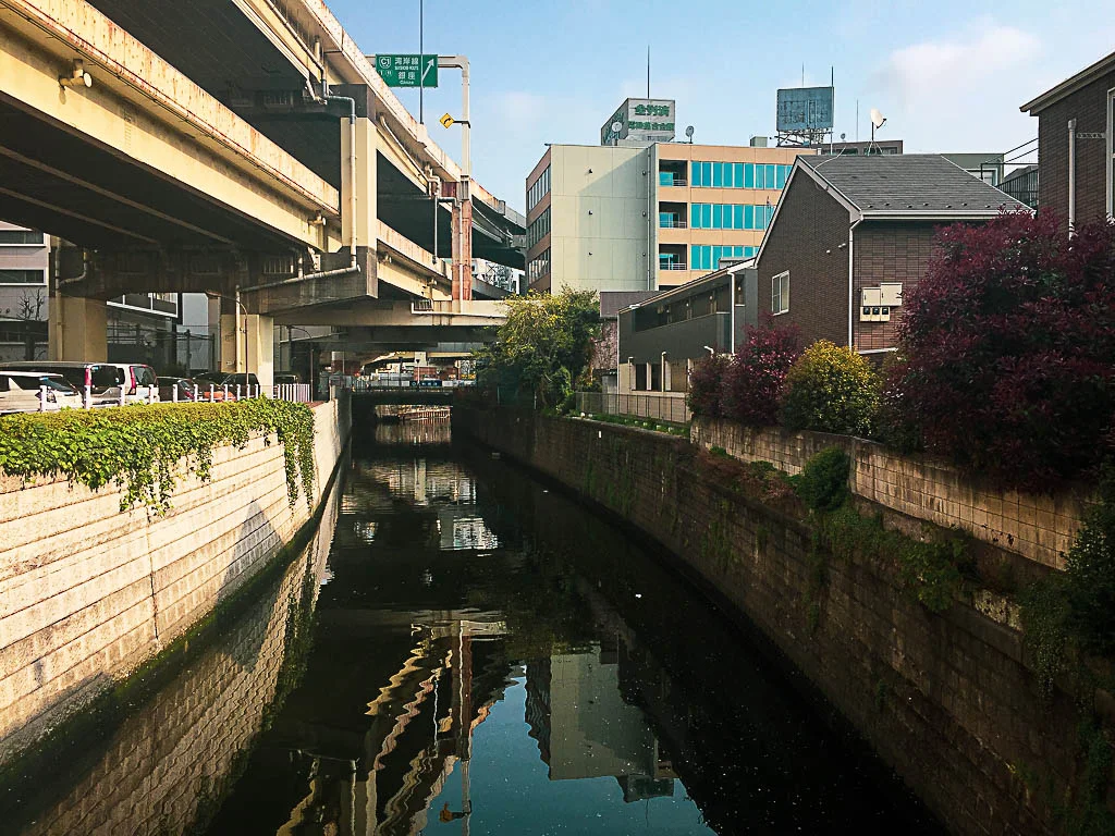 sakura03.webp