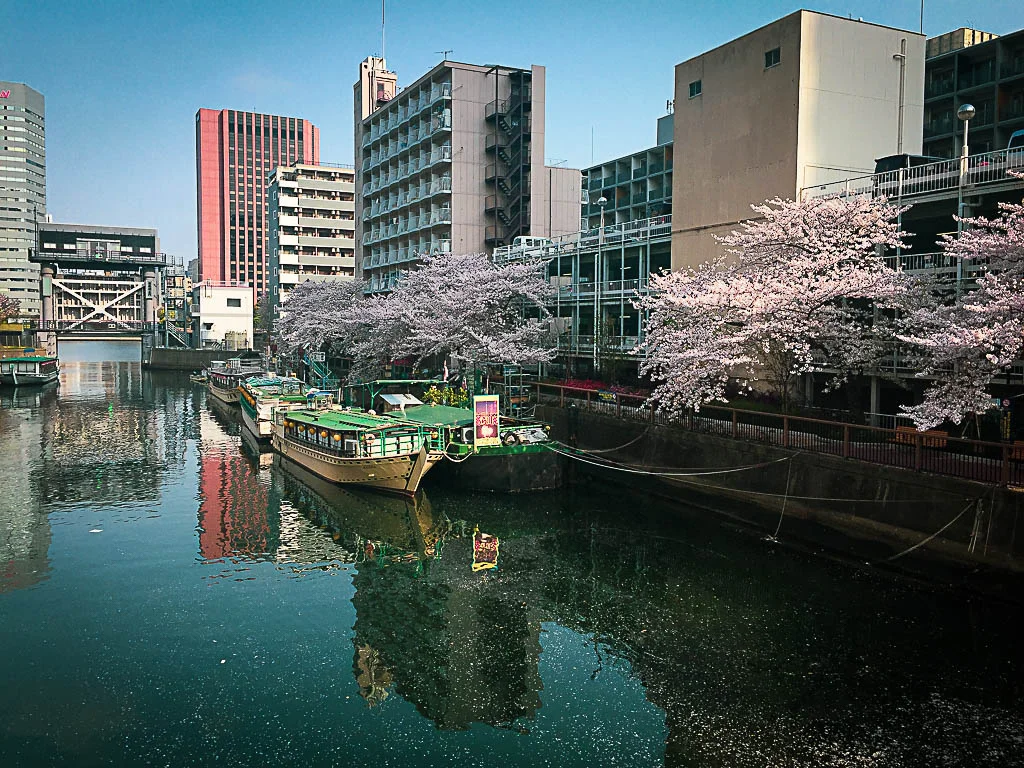 sakura05.webp