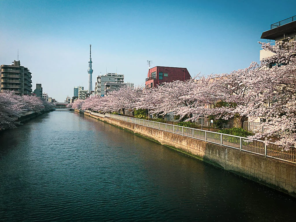 sakura07.webp