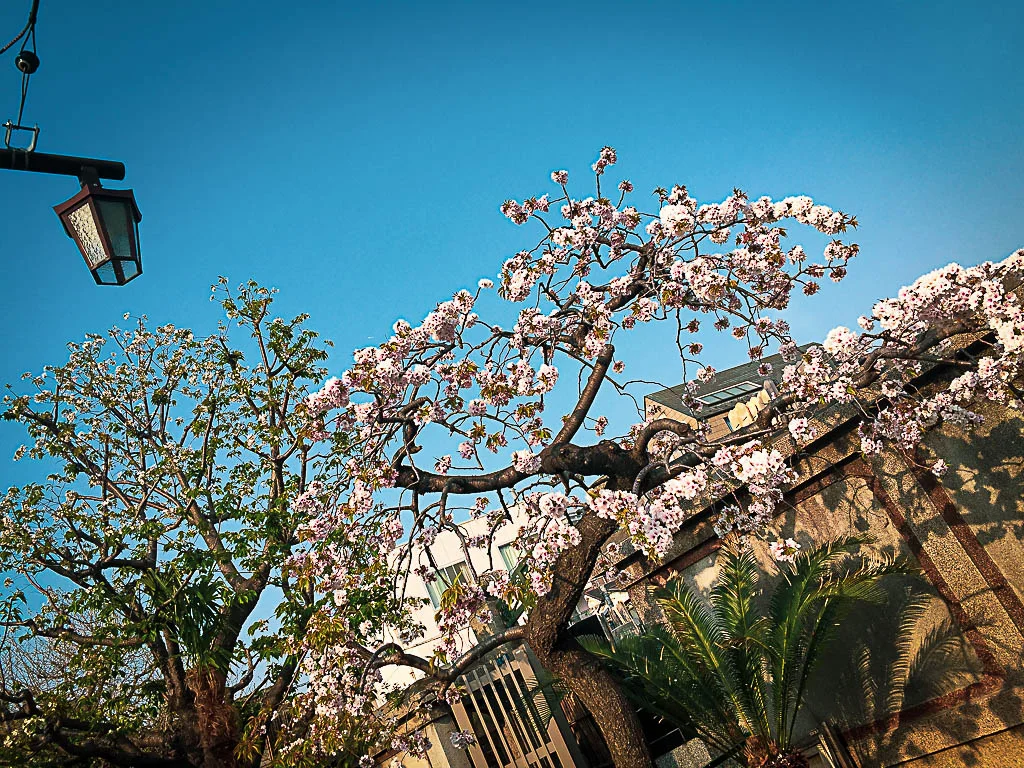 sakura08.webp