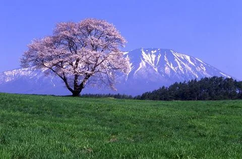 sakura102-1.webp