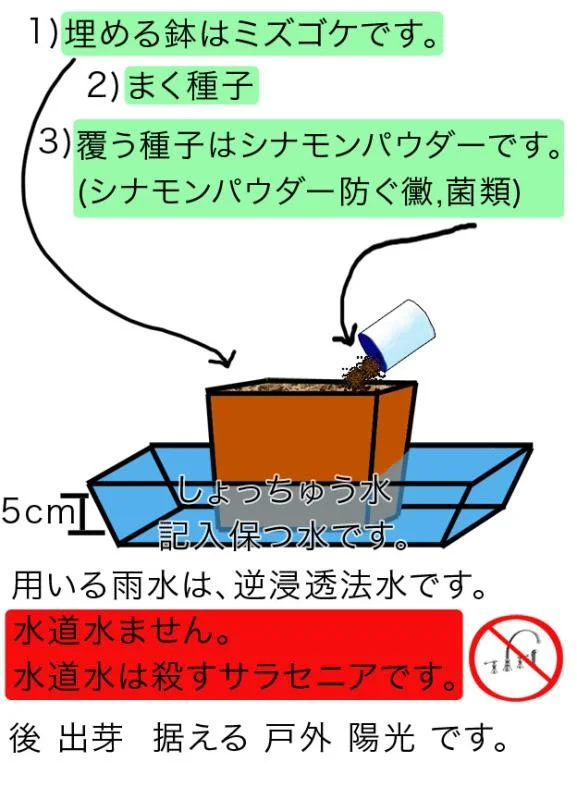 sarraceniagermination-1.webp