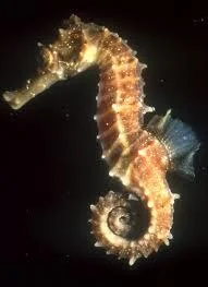 sea2520horse25203JPG-1.webp
