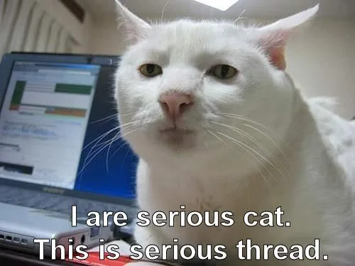 seriouscat-1.webp