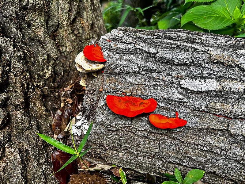 Cinnabar Red Polypore