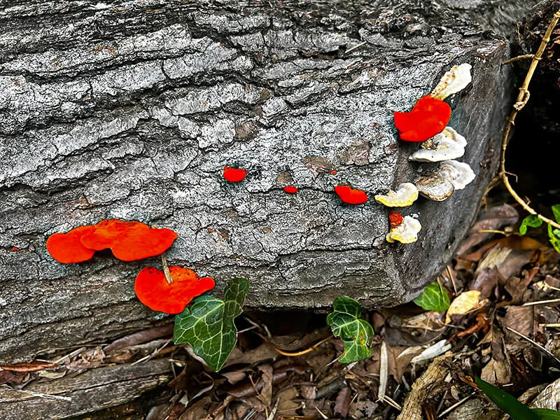 Cinnabar Red Polypore