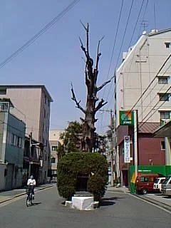 shimbokusue-1.webp
