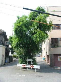shiramitsu-1.webp