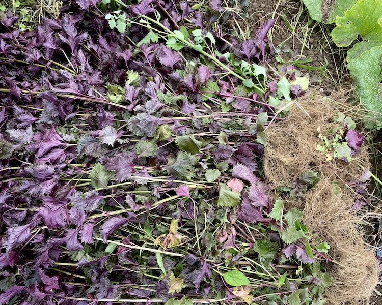 shiso?.webp