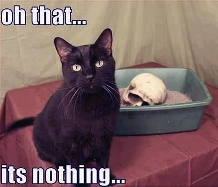 skull.webp