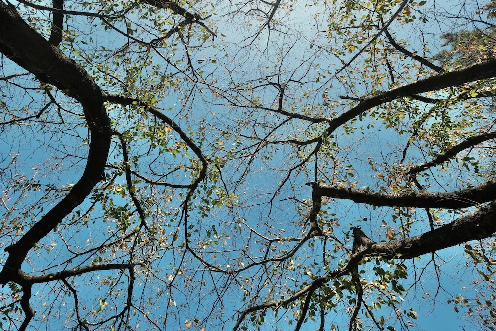 sky cherry.JPG