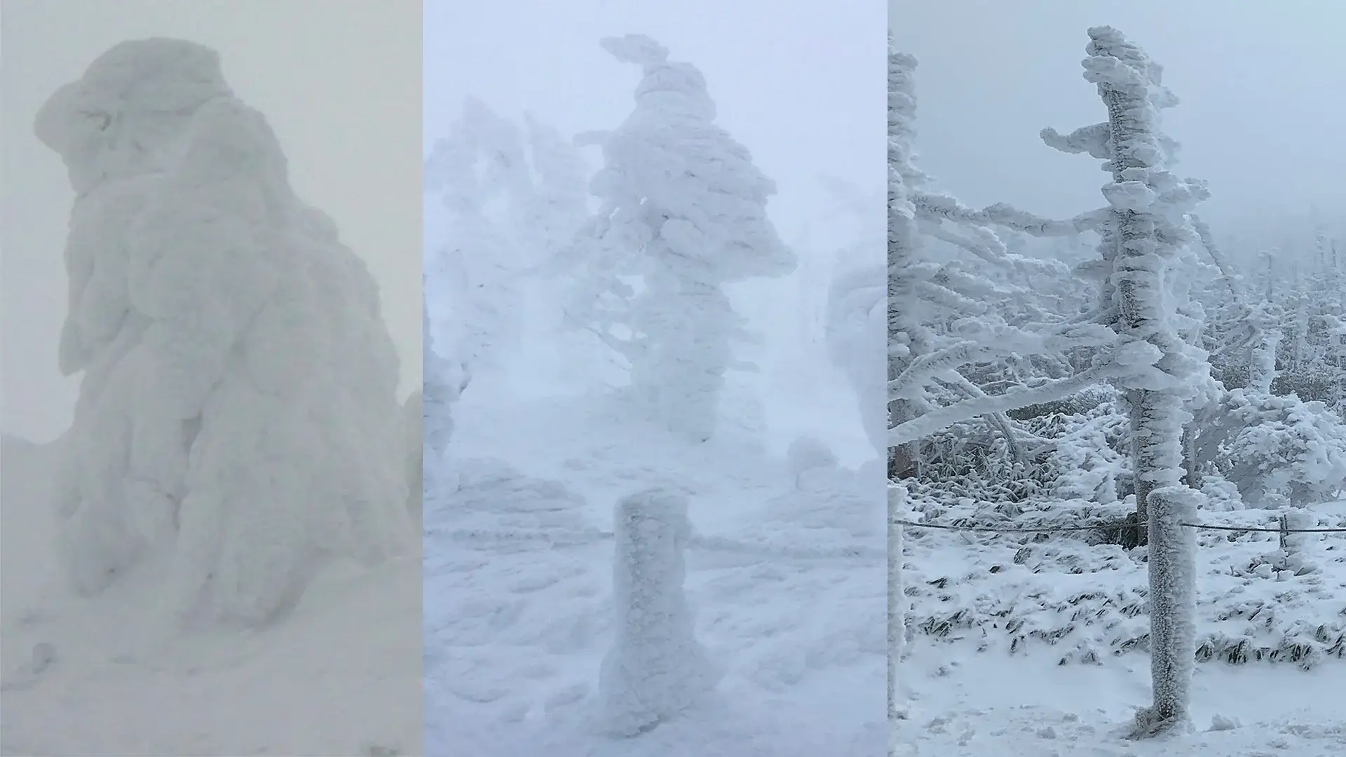 Snow monster on the same tree in 2008, 2019, 2022