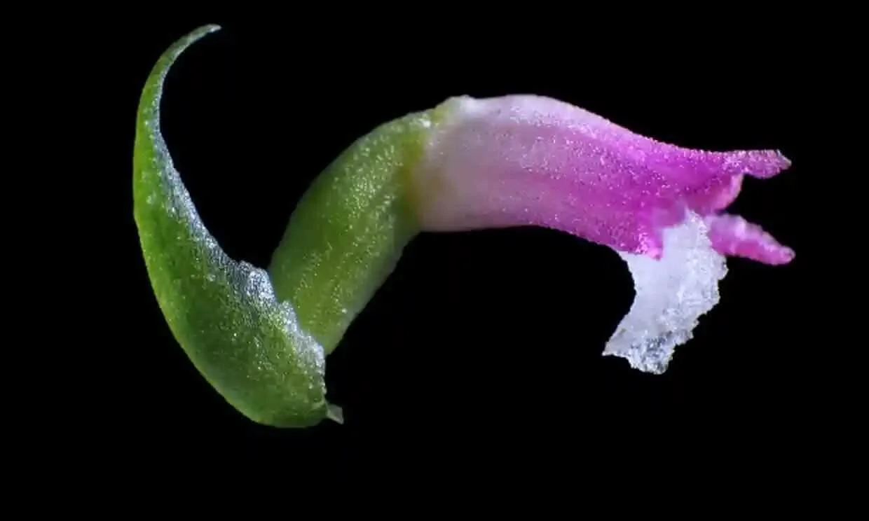 Spiranthes hachijoensis