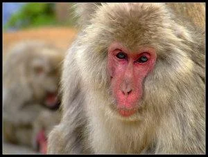 Stoic_Japanese_Monkey_by_allnew-1.webp