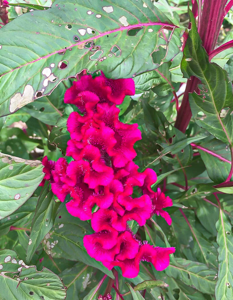 striking-purple-2.webp