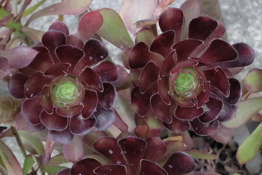 succulent.webp