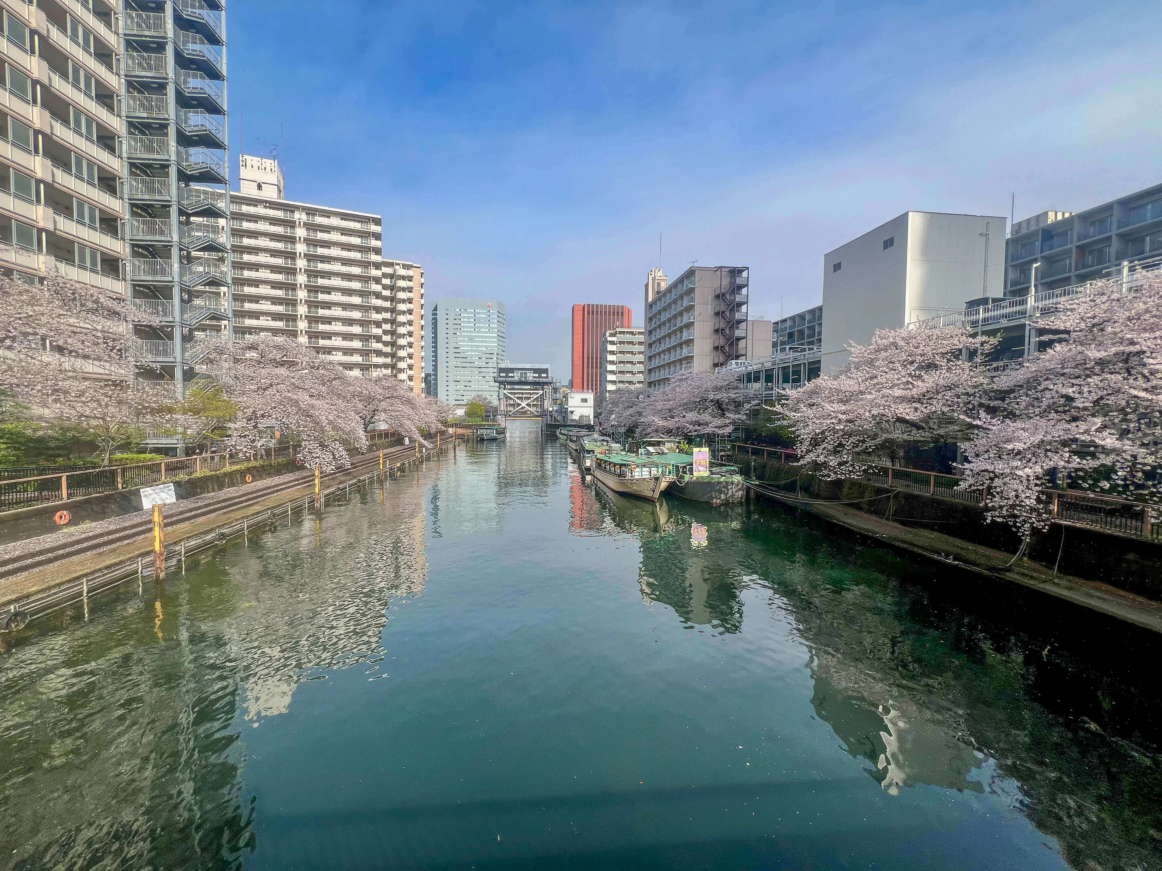 Sakura around the Sumida