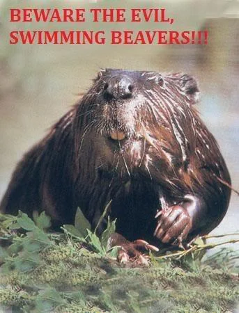 swimmingbeaver-1.webp