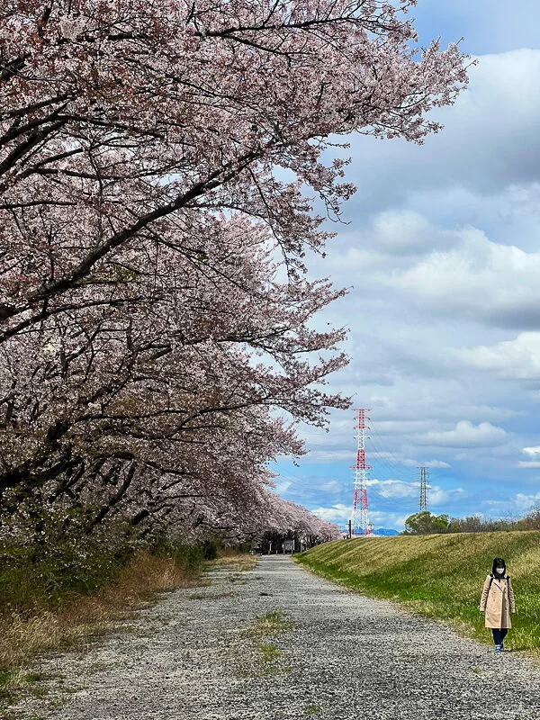 Sakura carpets