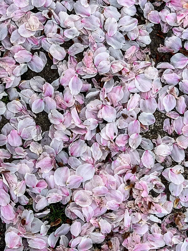 Sakura carpets
