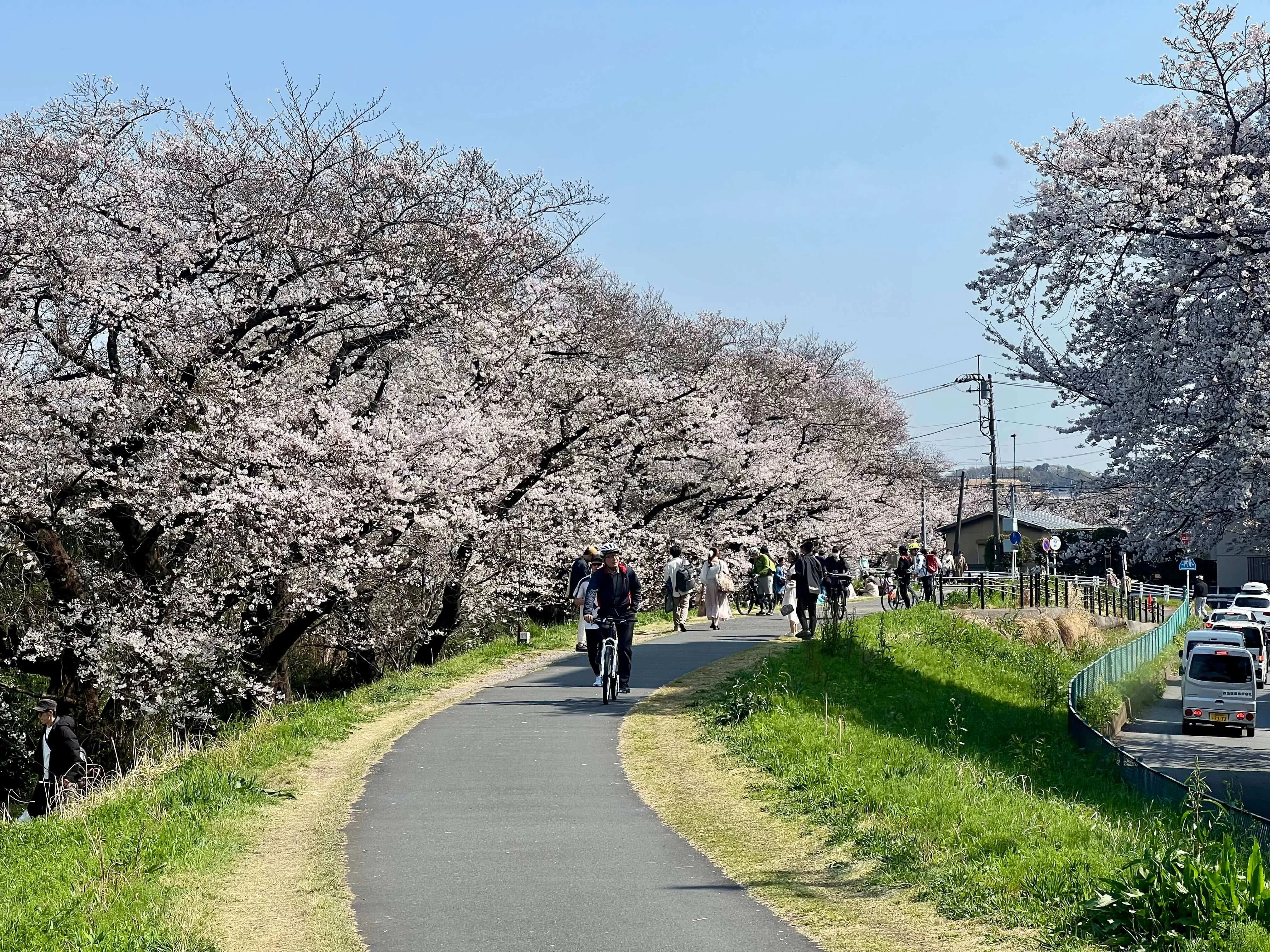 tamagawa-psychopath-sakurafever.webp