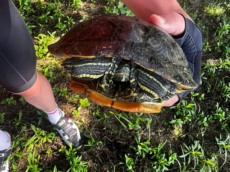 tamagawa-turtle.webp