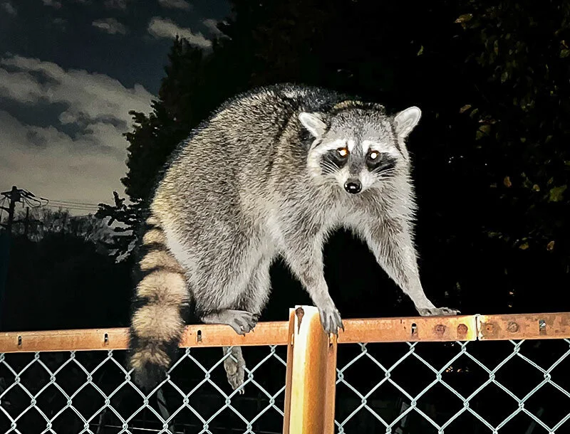 tanuki.jpg