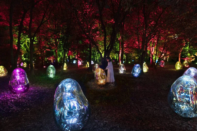 Resonating Microcosms in the Common Camellia Garden - Solidified Light Color, Sunrise and Sunset