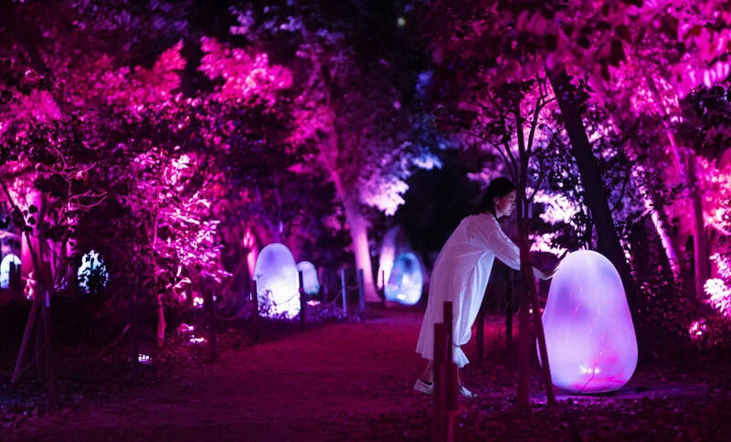 Resonating Microcosms in the Common Camellia Garden - Solidified Light Color, Sunrise and Sunset