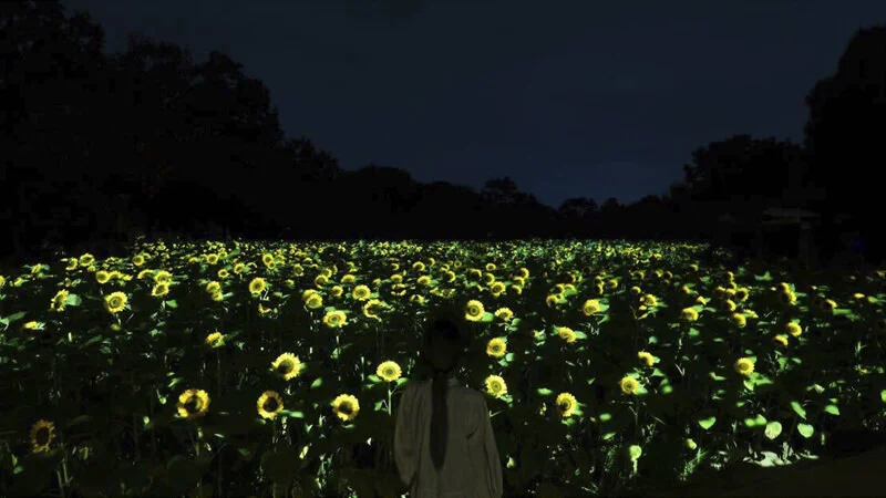Life is Flickering Light Floating in the Dark - Sunflowers