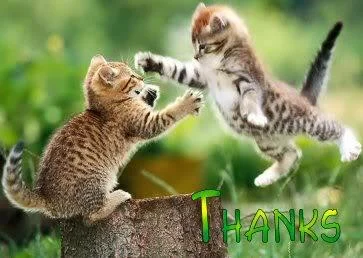 ThankYouKittys-1.webp