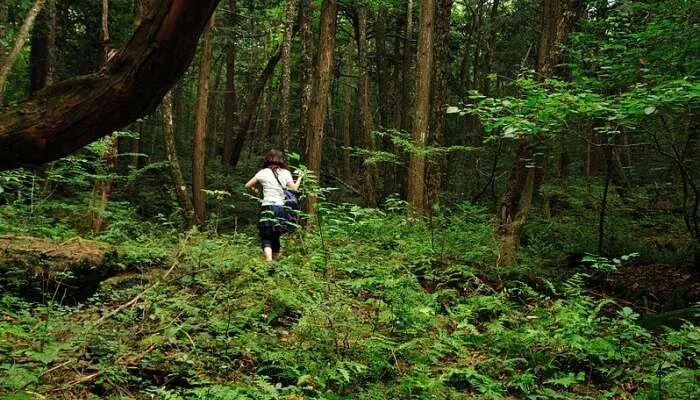 The-suicide-forest-of-Aokigahara.webp