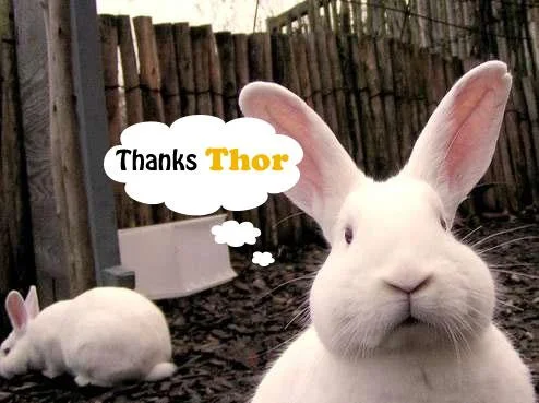 thorh-1.webp