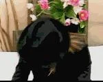 thrukclapjd4gif-1.webp