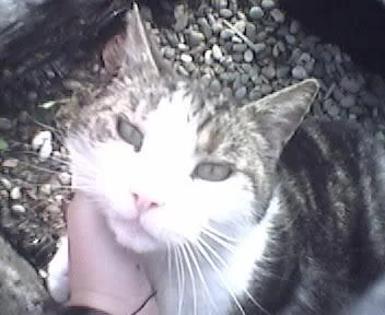 TIMCAT-1.webp