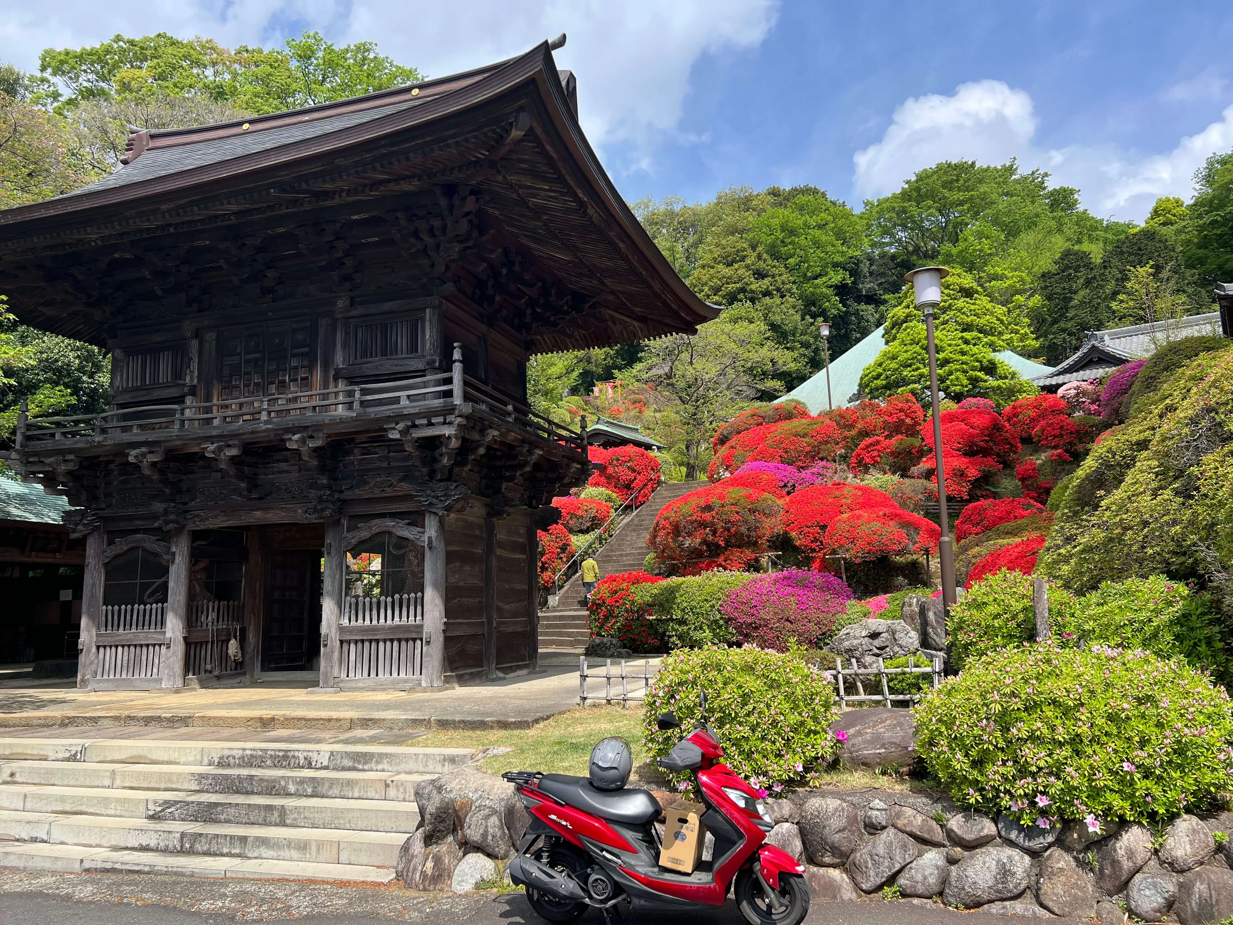 Azaleas (ツツジ tsutsuji) at Togaku-in (東学院)