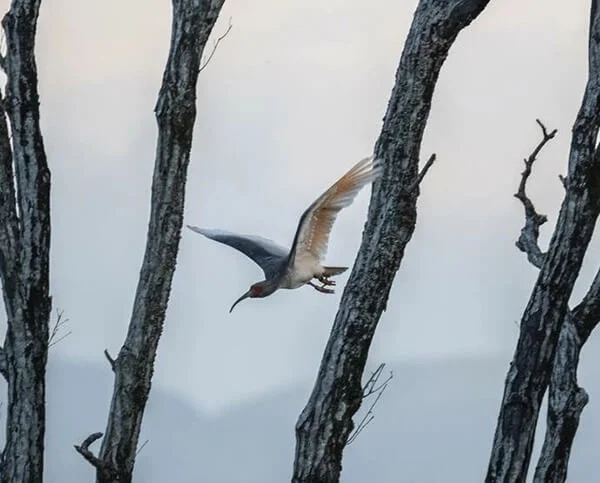 toki-crested-ibis.jpg